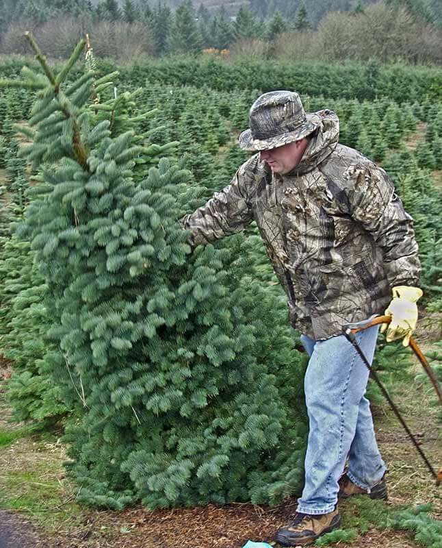 A man cutting a Christmas tree