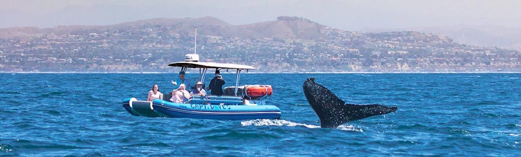 San Diego whale watching tour