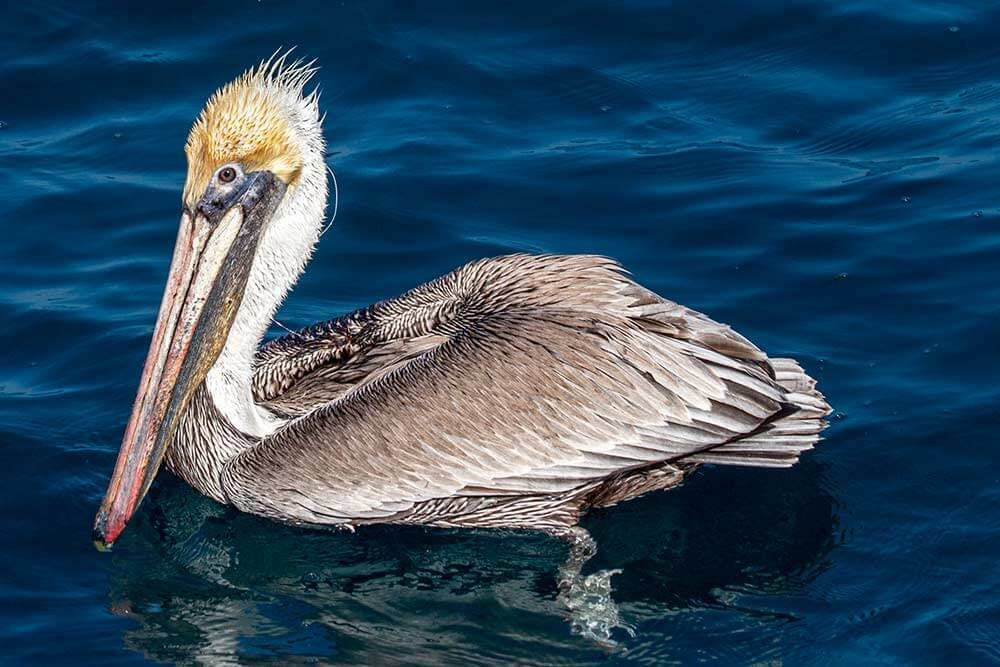 Brown pelican wrapped in fishing line