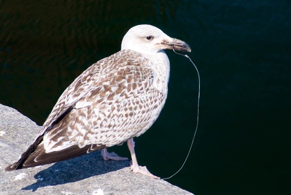 Gull on a rock with fishing hook and line in the mouth