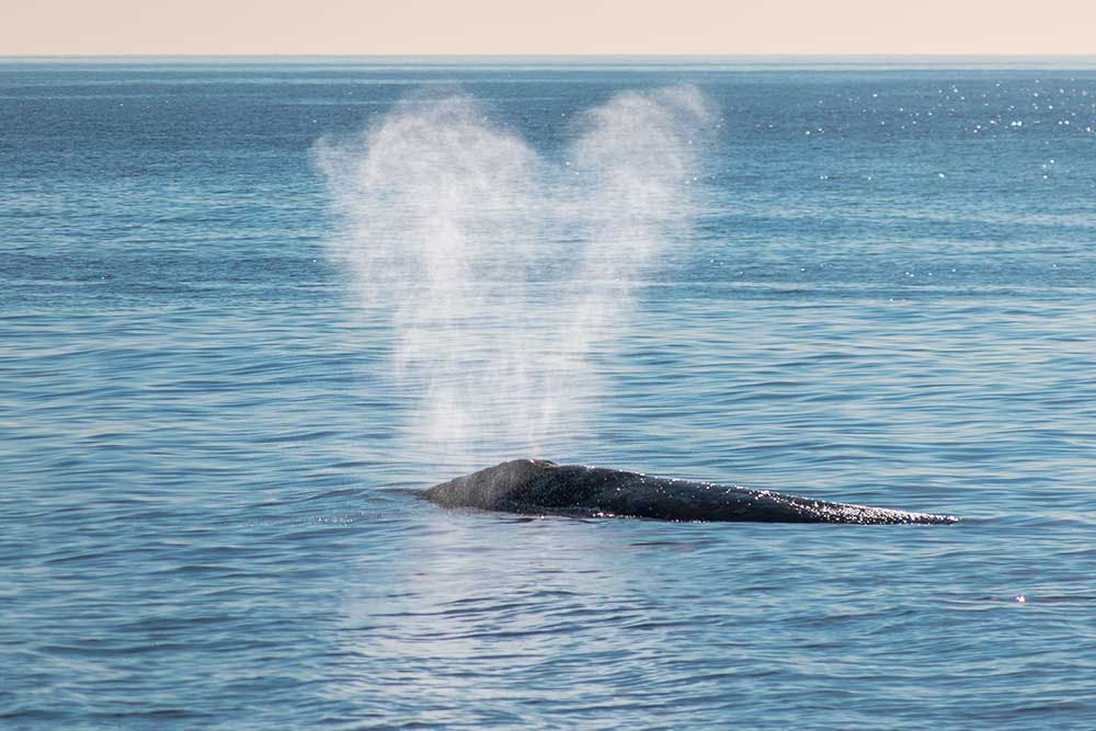 Gray whale with heart-shaped blow
