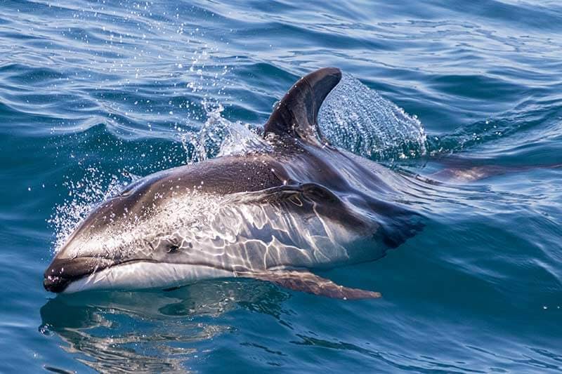 Pacific white-sided dolphin near Dana Point, CA