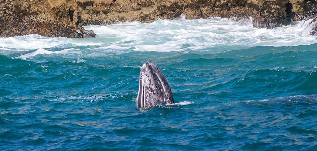 Laguna Beach dolphin and whale watching