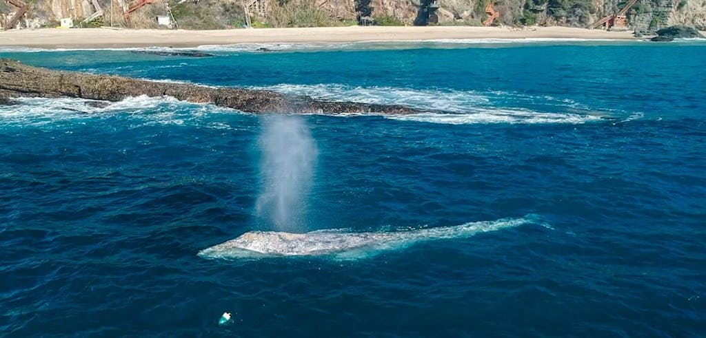 Whale watching in Laguna Beach, California