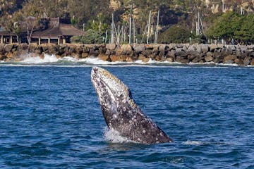 Gray whale jumping out of the water in front of Dana Point Harbor