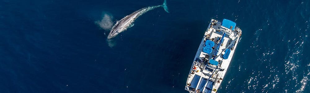 Whale Watching Anaheim Cruise