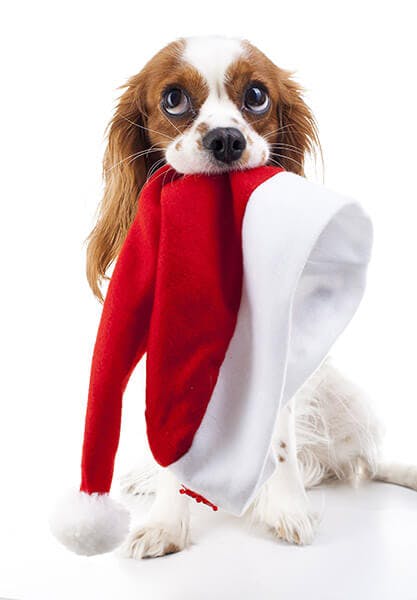 A dog holding a Santa hat in its mouth