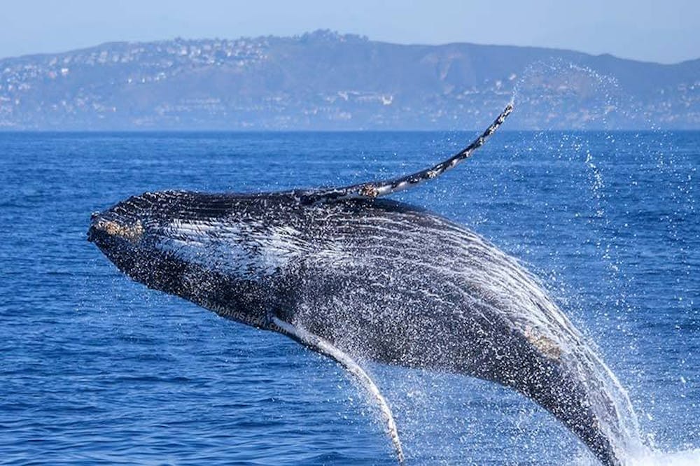 10 Humpback Whale Facts  Capt. Dave's Whale Watching