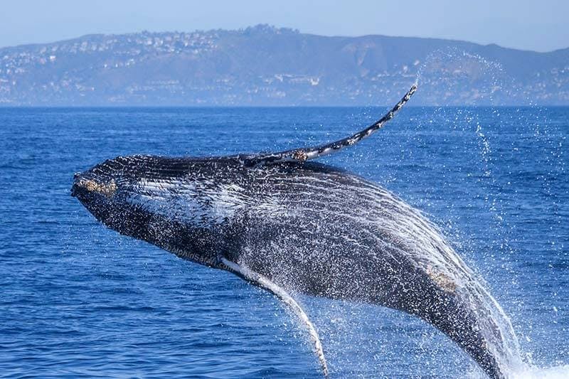 A humpback whale jumping out of the Pacific Ocean near Dana Point, California