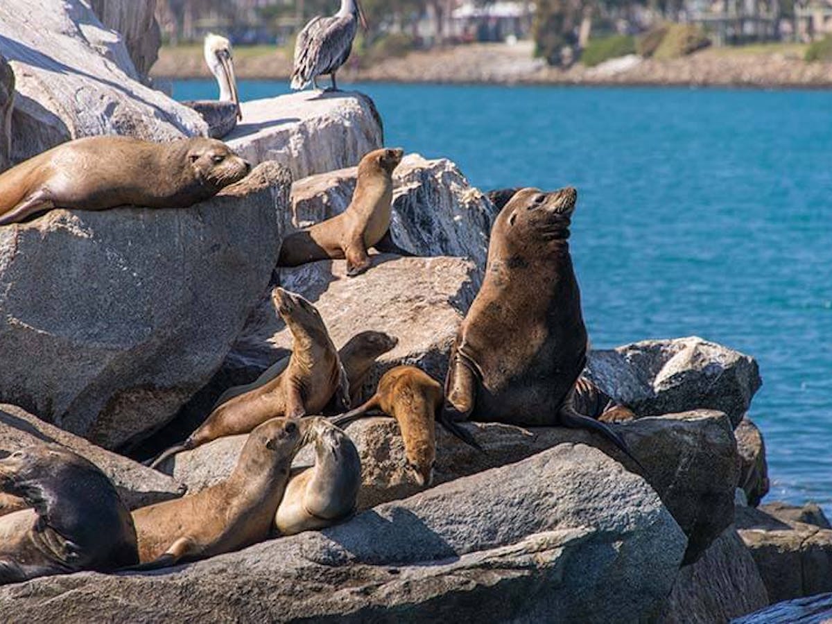 Sea lions on the jetty rocks seen during Dana Point Harbor boat cruise
