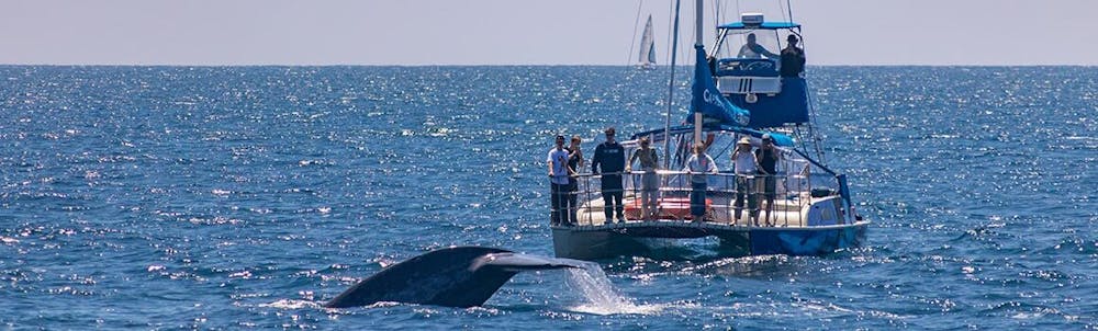 Whale watching in Los Angeles California
