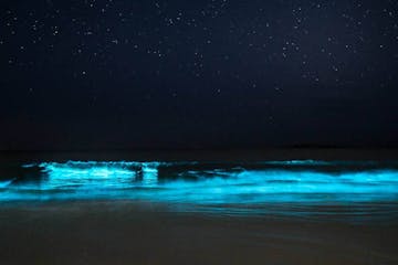 Bioluminescence in the ocean