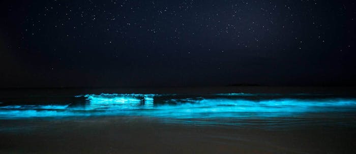 Watch These Glowing Dolphins Surf Through Bioluminescent Algae