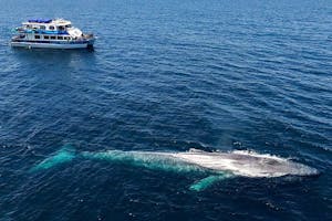 Blue whale next to power catamaran Hoku Nai'a, an upscale whale watching boat in Dana Point, California