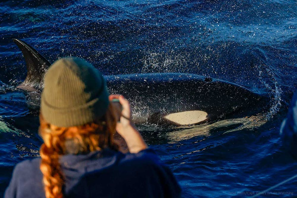 Whale watching passenger gets up close with an orca (killer whale) near Dana Point, California