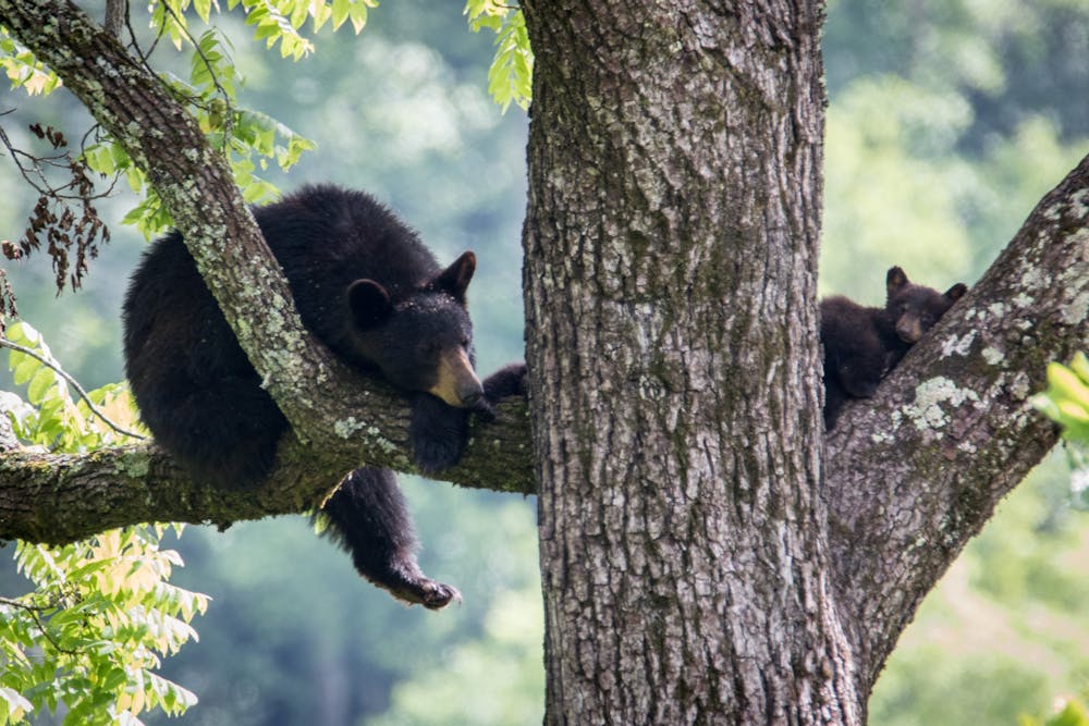 Mama and cubs just hanging around on a hot and humid summer day in the Smokies