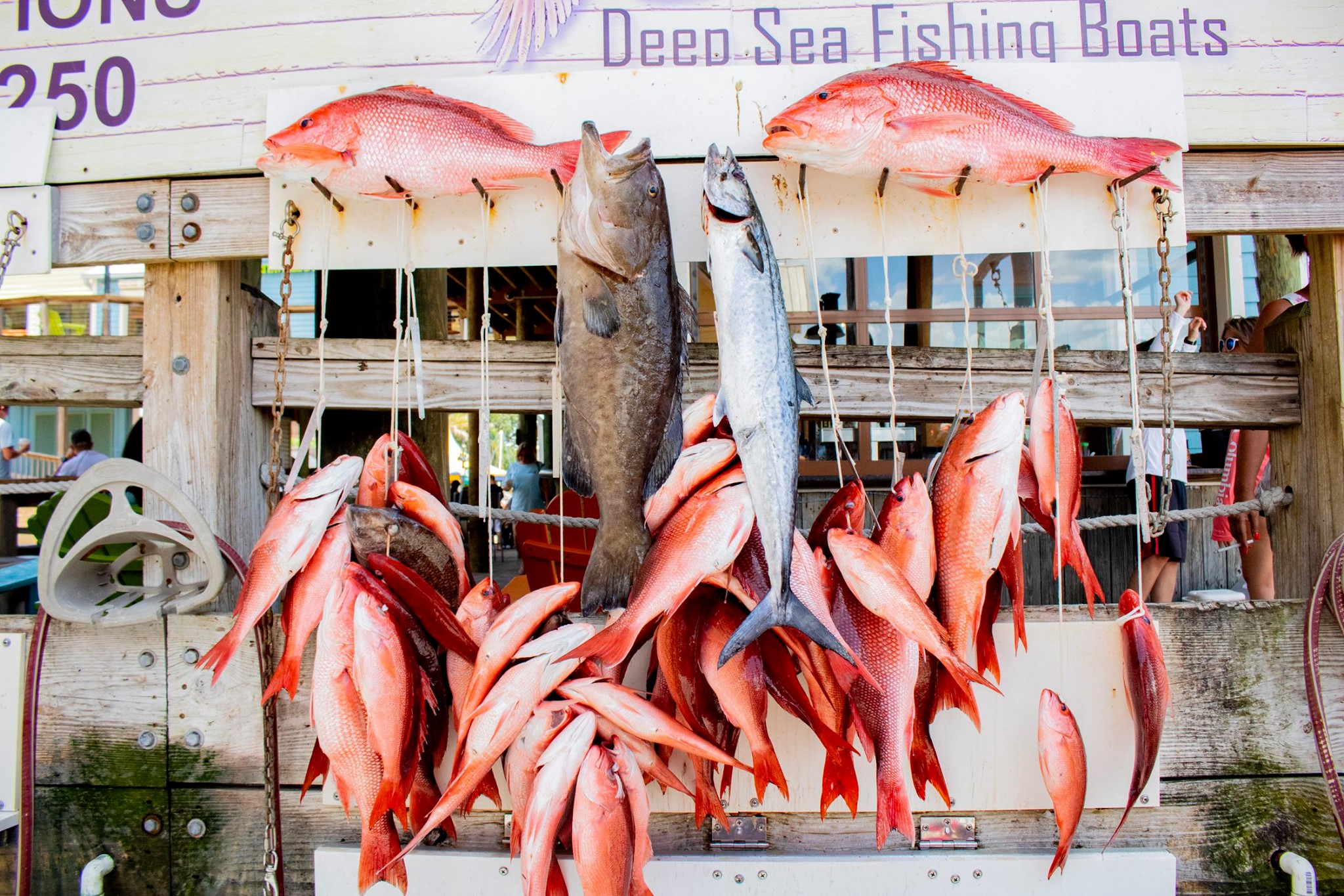 Destin Fishing Seasons Swoop II Party Boat Fishing Charters   66030017 10156020698420946 1344544687448391680 N Copy 