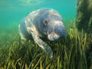 manatee dive tours crystal river