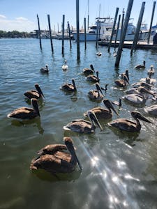 a flock of birds sitting on top of a body of water