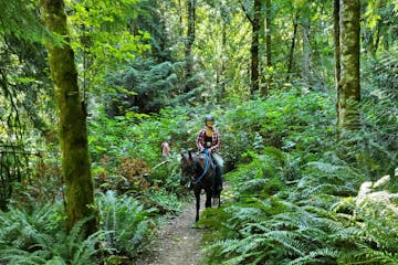a person riding a horse in a forest