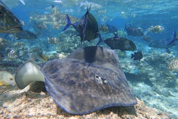stingrays-snorkeling moorea-moorea-reef-laggon-tours-excursions
