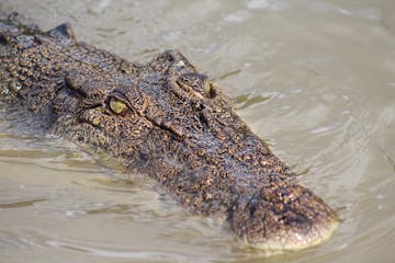 a large reptile in the water