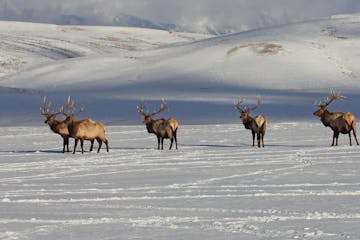 a herd of cattle walking across a snow covered field