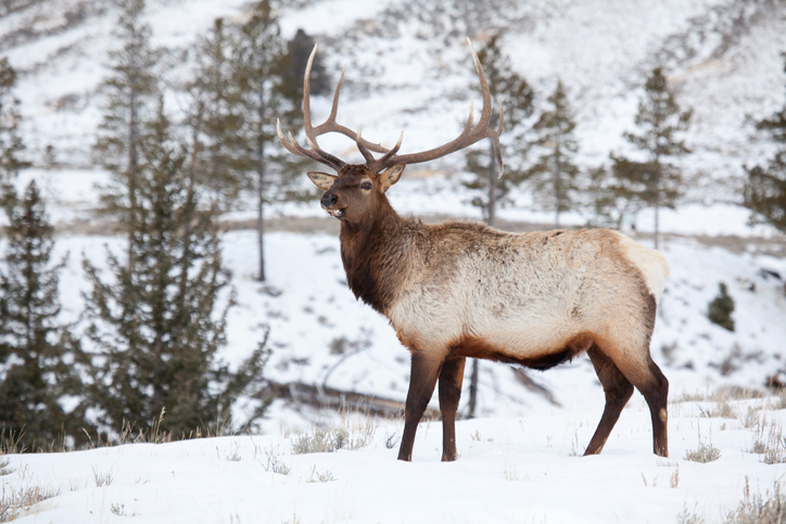 National Elk Refuge Day Trip Itinerary Scenic Safaris   84de84e16b20b15 