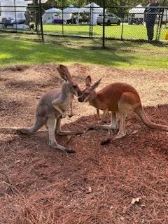 a kangaroo on top of a dirt field
