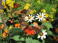 Bayer Hawaiʻi's Monarch Butterfly Kit giveaway raises awareness for  pollinators : Maui Now