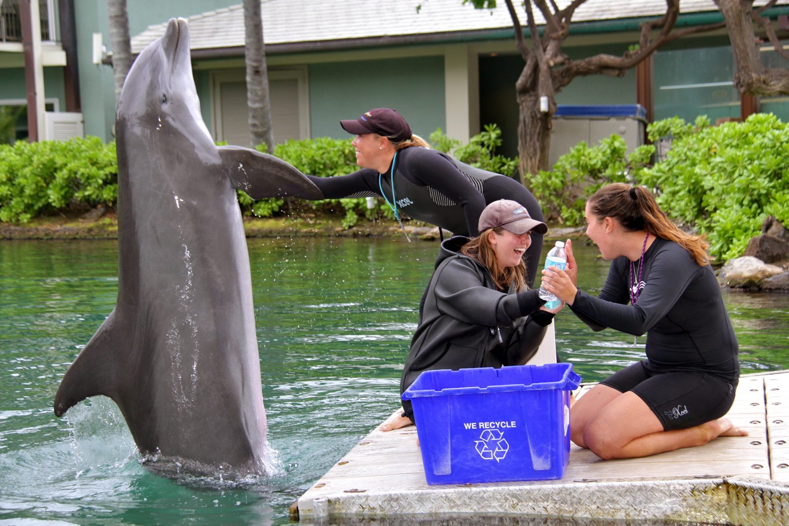 Making A Difference | Dolphin Quest | Swimming With The Dolphins ...