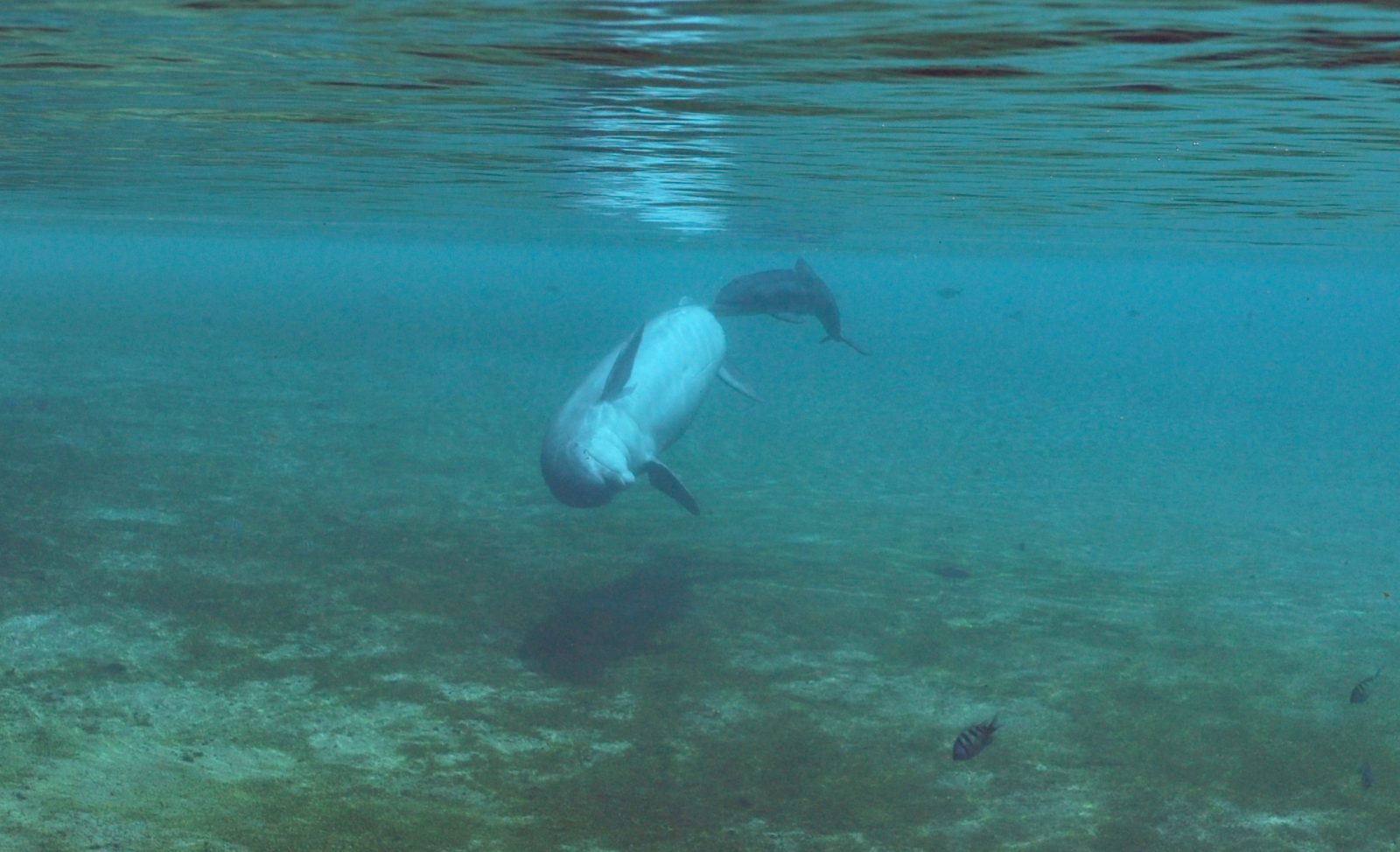 Baby Dolphins | Dolphin Quest