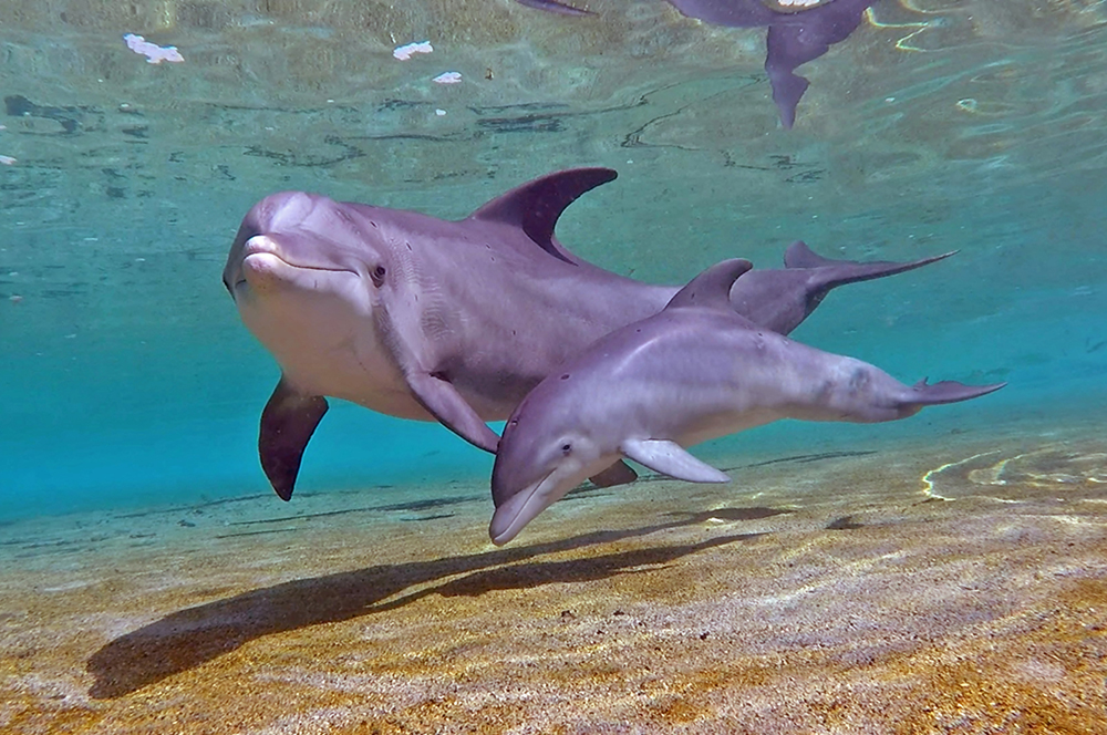 Dolphin-Babies.9-A | Dolphin Quest | Swimming With The Dolphins ...