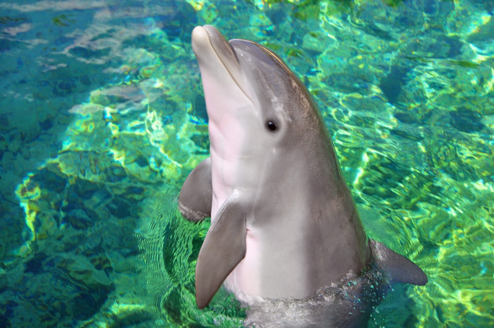 Dolphin-Babies.11-B | Dolphin Quest | Swimming With The Dolphins ...