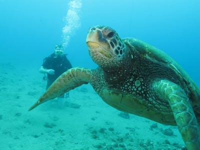 Nahuna Point Snorkel, Turtle Town Snorkel Tour: Maui, HI