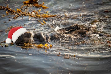 Sea Otter Wearing a Santa Hat Monterey Bay Elkhorn Slough