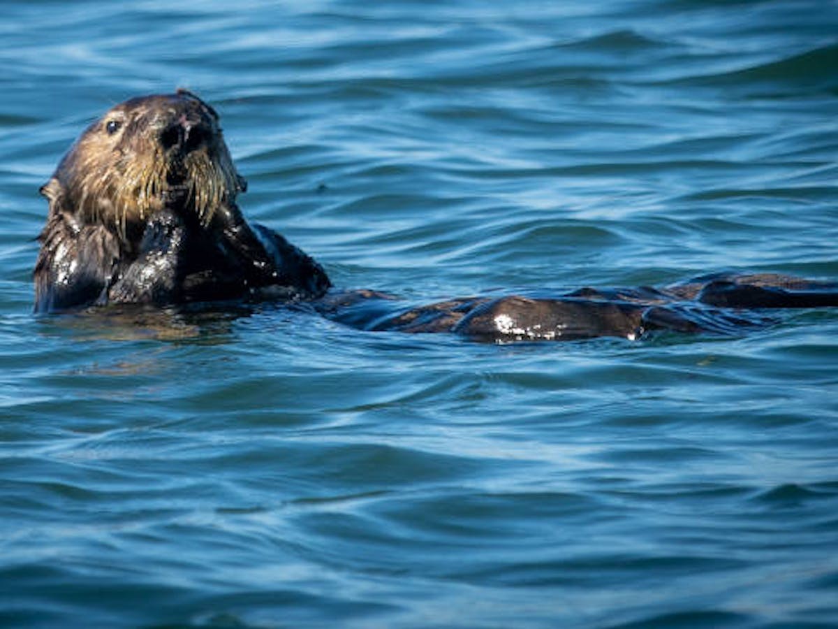 Otter Eating Elkhorn Slough Monterey