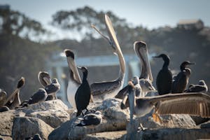 Majestic pelicans on the beach, one stretching its neck, during a captivating Monterey Bay Eco Tour.