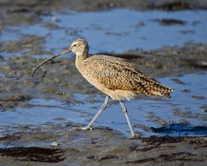 A magnificent long-billed curlew gracefully navigates the shallow waters, its slender silhouette accentuated against the vibrant backdrop. With its slender legs partially submerged, the curlew moves delicately, its long, curved bill poised to probe the depths for hidden treasures. The bird's elegant form blends harmoniously with the serene surroundings, while its extended neck hints at its keen focus and unwavering determination. As the curlew forages, ripples form around its slender body, creating a captivating dance with nature's liquid canvas.