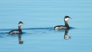 Two Eared Grebes, adorned in their non-breeding plumage, glide harmoniously through the waters of Elkhorn Slough. Their strikingly bright red eyes stand out as captivating beacons against their more subdued appearance. Graceful and poised, these avian beauties epitomize the tranquil allure of this natural sanctuary. #EaredGrebes #NonBreedingPlumage #ElkhornSlough #NatureInFocus