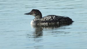 Behold the magnificent transformation! A graceful Common Loon, adorned in vibrant breeding plumage, prepares for its remarkable journey. As part of its annual migration along the awe-inspiring Pacific Flyway, this avian marvel makes a momentous stopover at the enchanting Elkhorn Slough