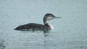 In this serene snapshot, the Common Loon embodies a sense of quiet elegance, its modest coloration a stark contrast to its resplendent breeding appearance. As it forages and glides across the picturesque waters, the Slough provides a much-needed sanctuary during the colder months, a place of rest and rejuvenation for this magnificent migratory marvel.