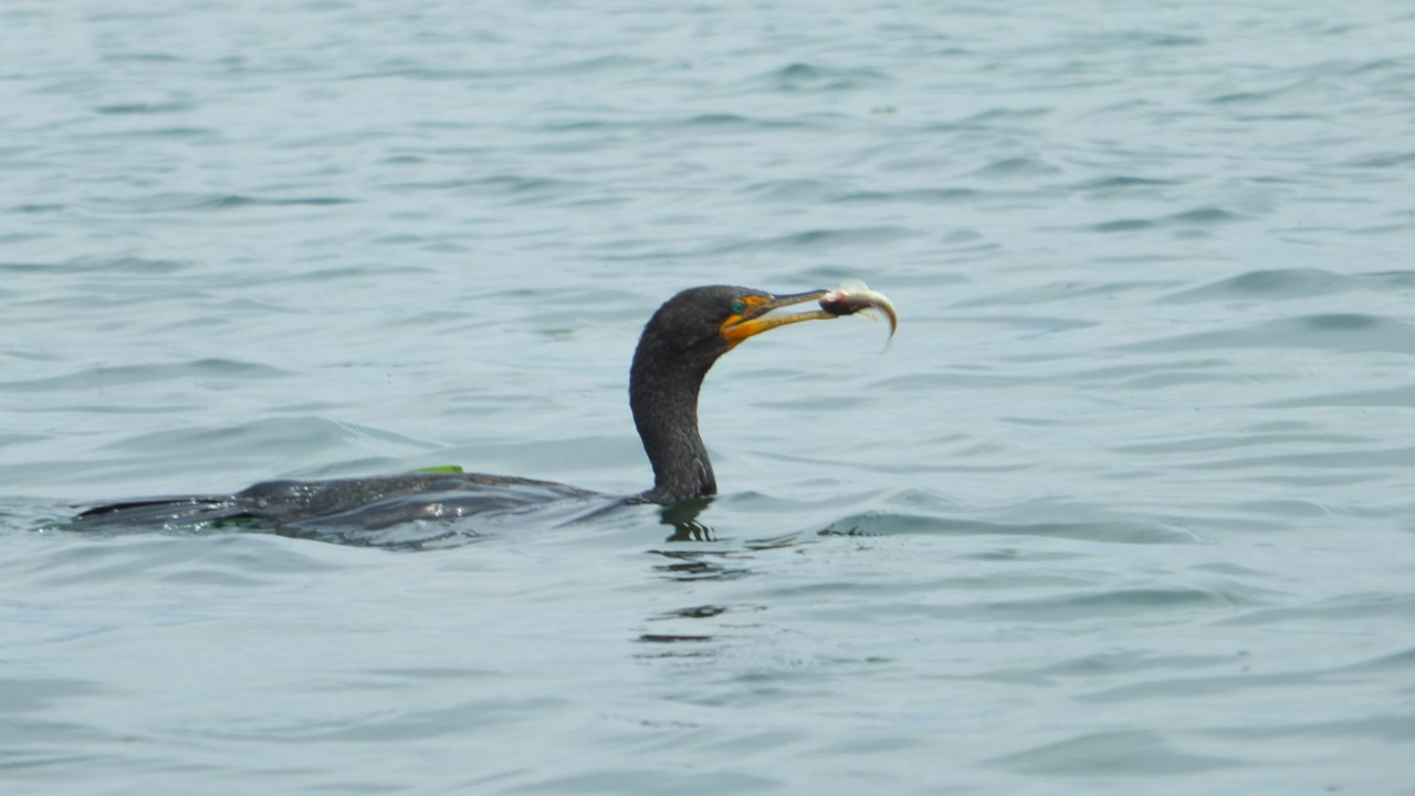 Discover the Double-Crested Cormorant: Fascinating Facts | Monterey Bay ...