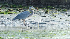 An elegant Great Blue Heron leisurely explores the serene shoreline of Elkhorn Slough, its tall, slender form reflecting in the calm waters.