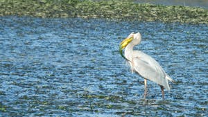 A majestic Great Blue Heron proudly displaying its triumph, clutching a sizable fish captured from the eelgrass beds of Elkhorn Slough.