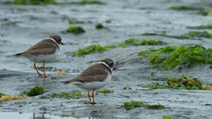 Two Semipalmated Plovers gracefully traverse the mud flats of Elkhorn Slough, their dainty steps leaving imprints in the coastal terrain.