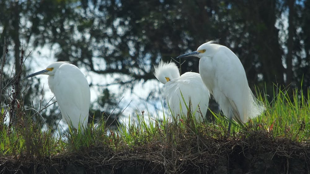 Three Snowy Egrets find repose amidst the lush pickleweed of Elkhorn Slough, their graceful forms adding a touch of ethereal beauty to the vibrant marshland.