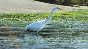 A Great Egret elegantly wades through the shallows of Elkhorn Slough's eelgrass beds, its long neck and plume feathers creating a striking silhouette against the serene waters.