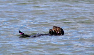 A sea otter stretches its meal, pulling on the soft tissues that make up a Fat Inn Keeper Worm