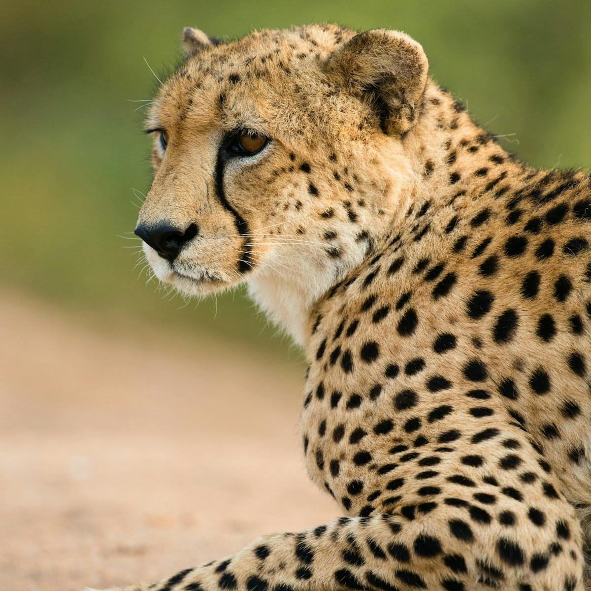 a cheetah sitting in a field